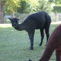 funny animal